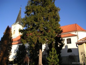 Kostel Zubří - Blažena Slováková