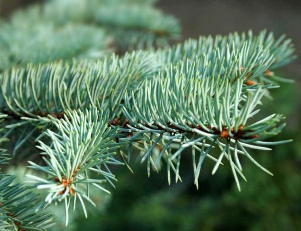 Prodej vánočních stromků – stříbrný smrk, jedle kavkazská