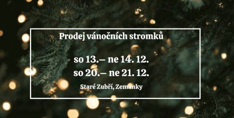 Prodej vánočních stromků – stříbrný smrk, jedle kavkazská