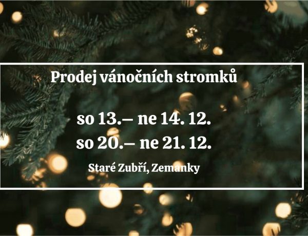 Prodej vánočních stromků – stříbrný smrk, jedle kavkazská